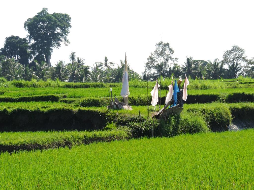 Budhi Ayu Cottages Ubud Zewnętrze zdjęcie