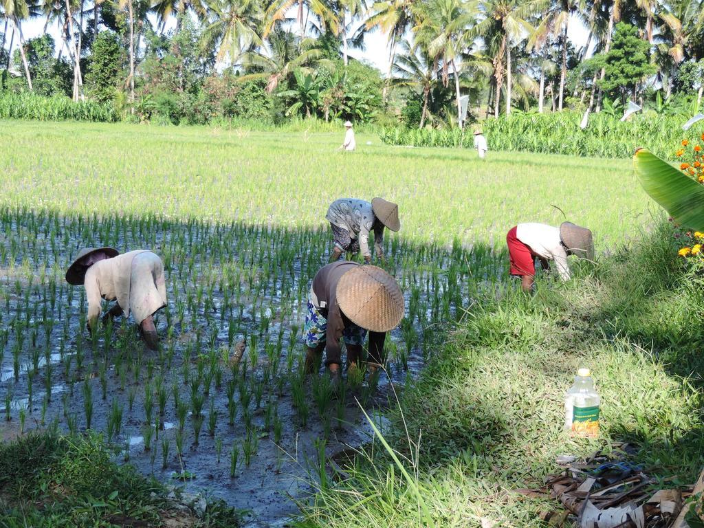 Budhi Ayu Cottages Ubud Zewnętrze zdjęcie