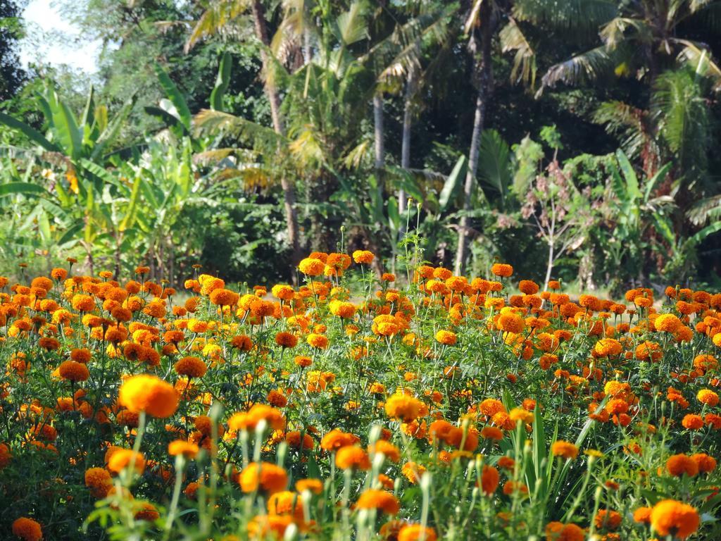 Budhi Ayu Cottages Ubud Zewnętrze zdjęcie