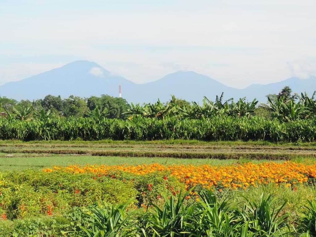 Budhi Ayu Cottages Ubud Zewnętrze zdjęcie